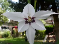 Sterngladiole.webp