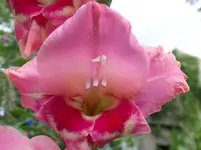 Gladiole.webp