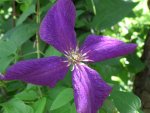 Clematis (2).jpg