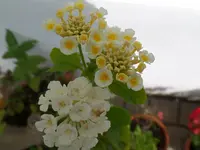 Wandelröschen.webp