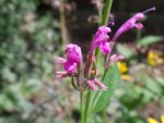 Agastache mexicana Sangria.jpg