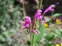 Agastache mexicana Sangria.webp