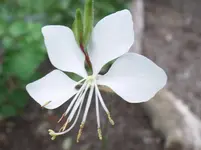 Gaura.webp