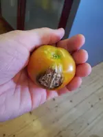 20130815_181539_kl.webp