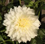 Dahlie 130815.webp