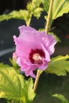 Hibiscus pink 130815.jpg