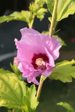 Hibiscus pink 130815.webp