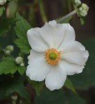 weisse Anemone 130815.jpg