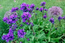 CIMG3853.webp
