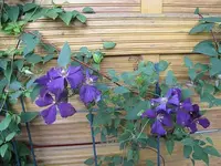 036.webp