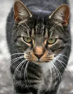Jack.webp