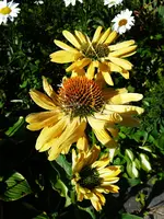 Aloha.webp