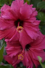 _DSC3081.webp