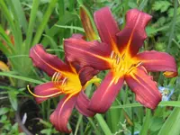 campfire ambers_1024x768.webp