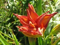 sachsen red double_1024x768.webp