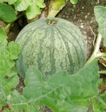 Melone.webp