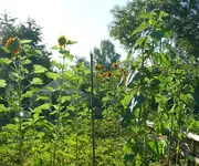 Sonnenblumen.webp