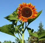 Sonnenblume1.webp