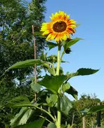 Sonnenblume2.webp