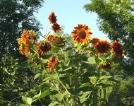 Sonnenblume roter Drache.webp