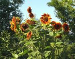 Sonnenblume roter Drache.JPG