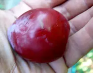 Blutpflaume.webp