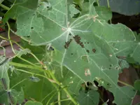 100_1150.webp