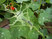 100_1147.webp
