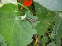 100_1145.webp