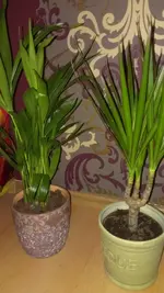IMAG0127.webp