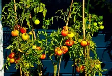 Tomate Montserrat startet voll durch_1024.webp