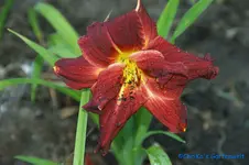 Sarenay.webp