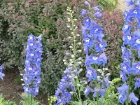 099.webp