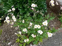 Blume1.webp