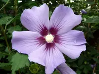 Blume2.webp