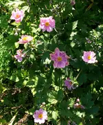 Blumen Herbstanemone1.webp
