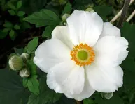 Blumen Herbstanemone.webp