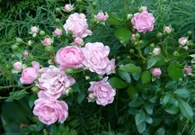 Blumen Rosen.webp