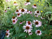 Blumen Sonnenhut.webp