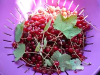 Johannisbeeren.webp