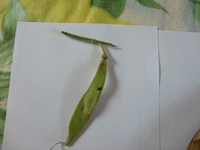 CIMG9963.webp