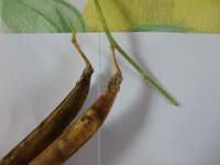 CIMG9964.webp