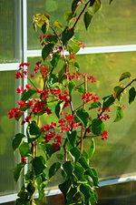 Bougainville ca 120 cm hoch_600.webp
