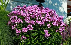 lila_weisser Phlox in voller Blüte_1024.webp