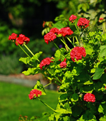 Saarländer Geranien in voller Blüte_600.webp