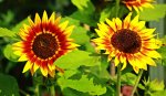 Sonnenblume_1024.JPG