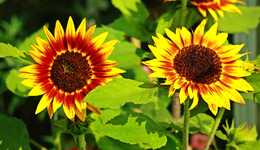 Sonnenblume_1024.webp