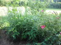 SAM_2044.webp