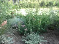 SAM_2045.webp