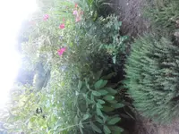 SAM_2047.webp